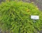 Кипарисовик горохоплодный Санголд (Chamaecyparis pisifera Sungold): описание и фото, посадка и уход за растением, отзывы