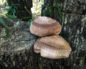 Японские и китайские грибы шиитаке: фото и описание, где растут и сколько стоят, вкусовые качества, польза и