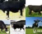 Ярославская порода коров: характеристика, отзывы, описание с фото