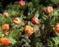 Ягода морошка: фото и описание, что это такое и где растёт, как выглядит и цветёт